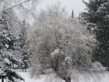 Winter Willow
